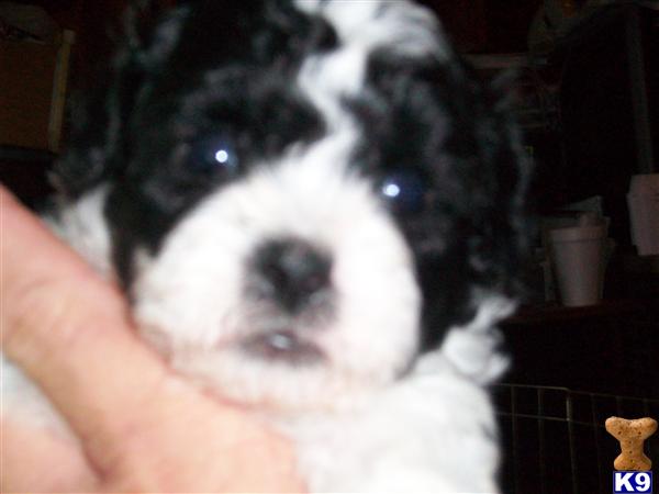 Puppies in MD